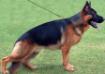 AJAX Grand Grand Pa- Isable Dad (Shiraz Yasko)