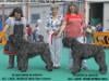 **38th.INTERNATIONAL DOG SHOW GIBRALTAR