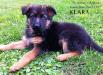 Jake's puppy