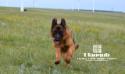 Rosty in Grassland Huitengxile