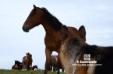 Rosty in Grassland Huitengxile