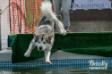 Dog diving