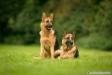 Ginger mit Tochter Ciba 