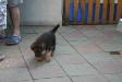 one month old