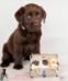 6 weeks old