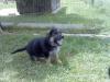 8 weeks old