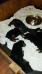 2 weeks old