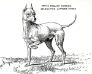 Eclipse (c.1900) [English Toy Terrier]