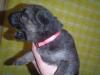 11 days old