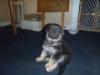 4.5 weeks old