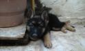 Puppies of Barcardi Breeze von Sunrise 56 days
