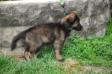 10wks