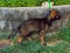 12wks