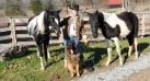 Ranger with a few of the ranche&#x27;s horses