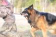 Ranger playing tug