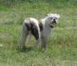 Sookie at 1 year old (photo1)