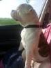 Sookie at 3 years old