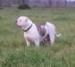 Sookie at 4 years old (photo1)