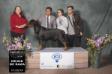JCH UR CH UR GR CH UR CH LAT Loco Dark Angel (Amigo Lonquimay x Triana Von Fedekan) Criador: Fernando Piña - Handler Jose Guanuco - Propietarios Gust