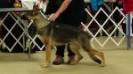 16 months UKC showing Winchester KY, Best of breed in first show of day