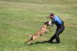 TOP WDC training