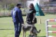 2018-03-10 Central Texas Ringsport&#x27;s French Ring Trial @ Canine Headquarters, Brevet - Defense of Handler with level 2 Mexican decoy, Darshan He