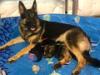 Sheba with pups 10.20.2018