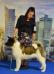 picture from euro dog show 2018 Poland, Internațional Turda Dog Show ,International Dog Show Moldova