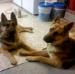 Tucker and Sasha Lawson, Branson&#x27;s mom and dad