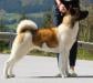 American Akita INDI - ALL FOR ALMIGHTY kennel - www.amakitakennel.com