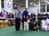 American Akita INDI - ALL FOR ALMIGHTY kennel - www.amakitakennel.com - FIRST PLACE IN JUNIOR CLASS and FIRST PLACE IN BEST OF JUNIORS - IDS UKRAINE