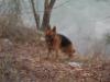 Samson Pictures
