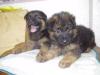 puppy pics