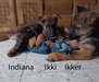 Los hermanos de Indiana Von Lopher 