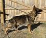 Titus stacked at 1.5 years old