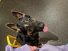 Cardiac Alert Dog PA Working Photo