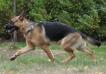 Inca`s gallery