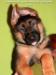 Zhara from the breeder house