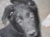 This is Sabath see why I kept him awesome dog