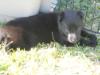 blk female sweetie