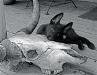 Johns, from Austin puppy love this pic