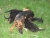 Pixel con cachorros "C"