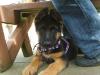 Sam GSD ,.