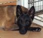 malinois puppies