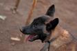 malinois puppies