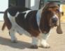 basset hound