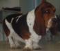 basset hound