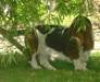 basset hound