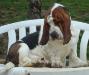 basset hound