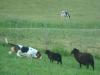 Basset hound and sheeps